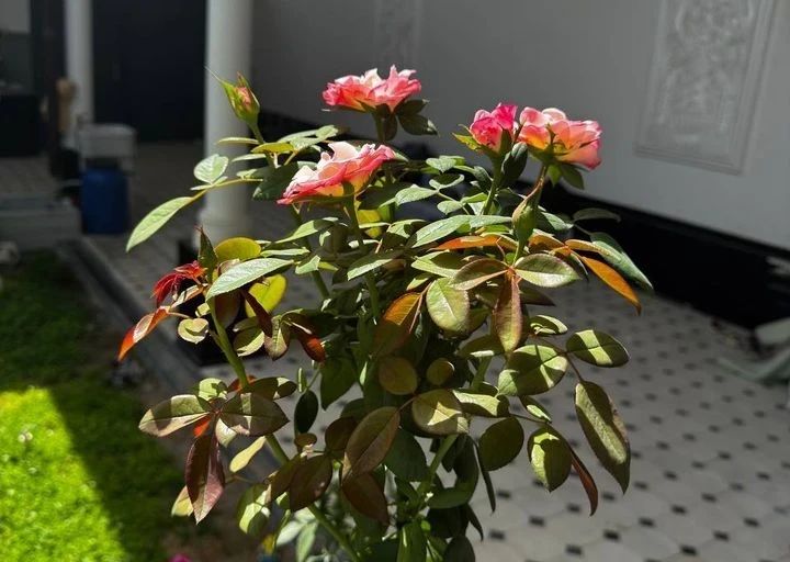 Дом, 280 м², 2 этажа, 2,8 сот.