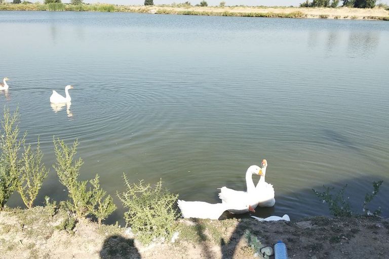 Сотувда ер участкаси, 135 га