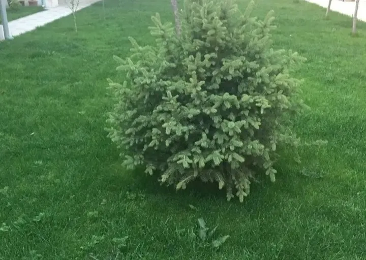 Сотувда ер участкаси, 3 сот.