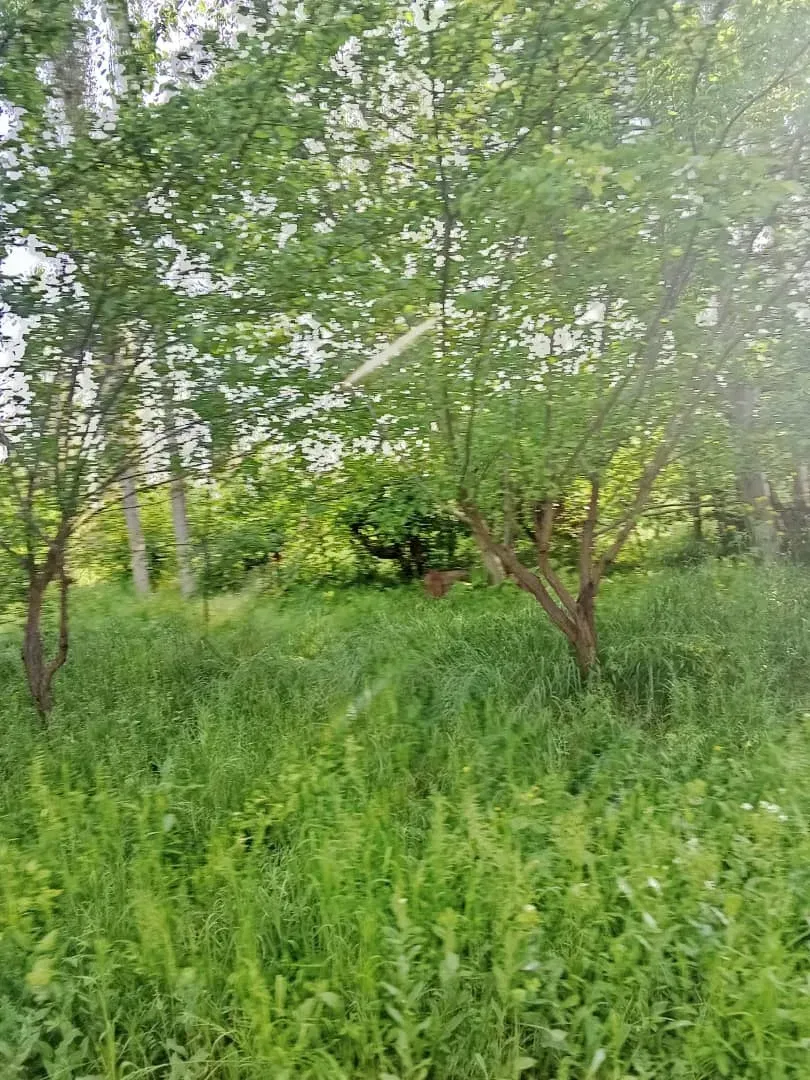 Сотувда уй, 1000 м², 1 қаватли, 1 га
