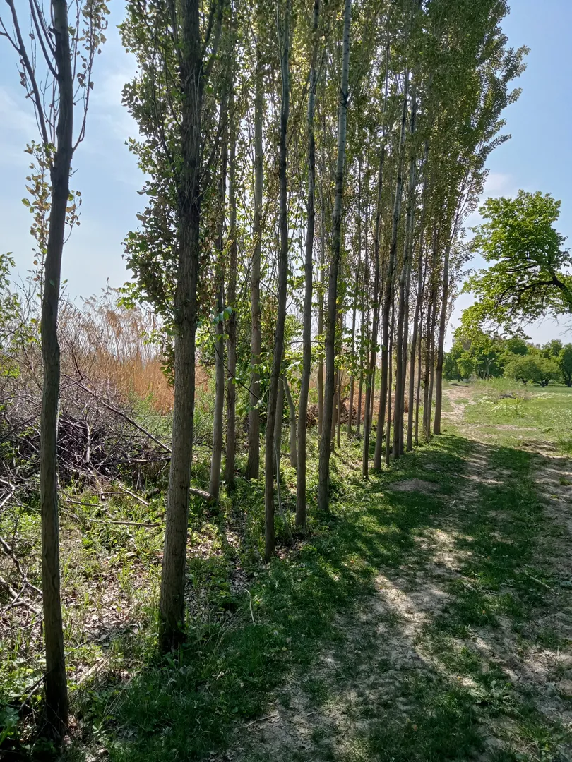 В продаже земля, 40 сот.