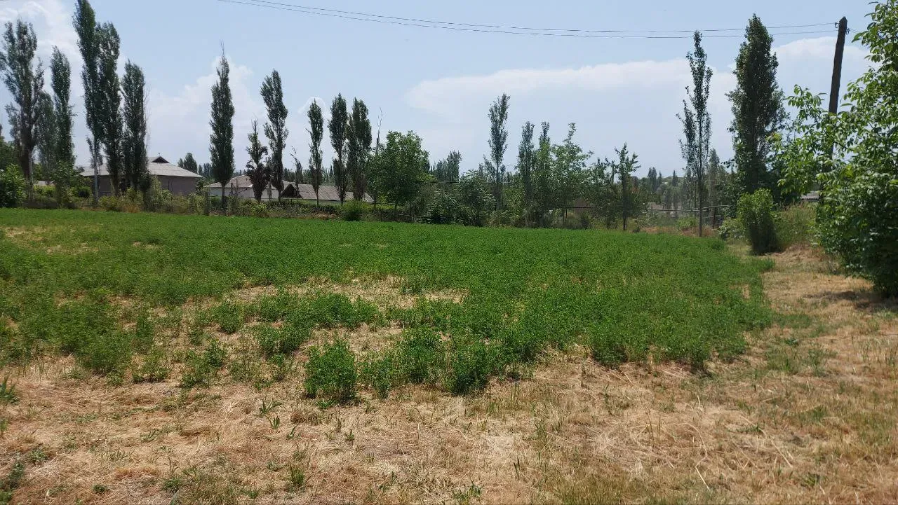 Сотувда ер участкаси, 40 сот.